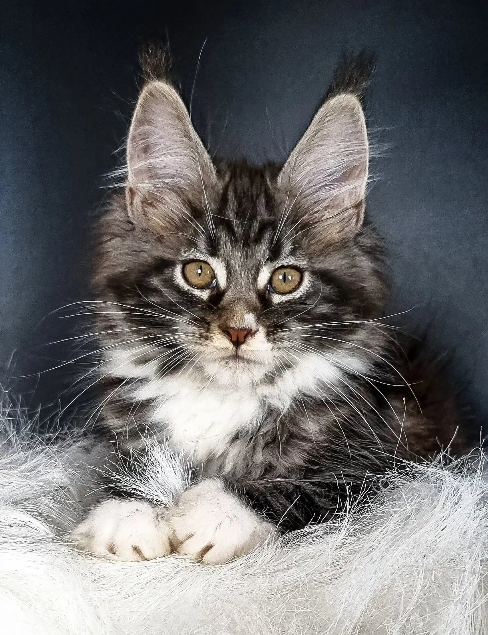 Fluffy Maine Coon kitten Dinis with golden eyes and silver-tabby markings