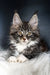 Fluffy Maine Coon kitten Dinis with golden eyes and silver-tabby markings