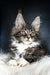 Fluffy grey and white Maine Coon kitten Dinis with bright yellow eyes and ear tufts