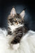 Tabby Maine Coon kitten Dinis with white paws and bright yellow eyes