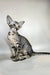 Dionysus | oriental shorthair kitten