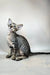 Dionysus | oriental shorthair kitten
