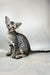 Dionysus | oriental shorthair kitten