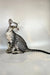 Dionysus | oriental shorthair kitten