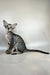 Dionysus | oriental shorthair kitten