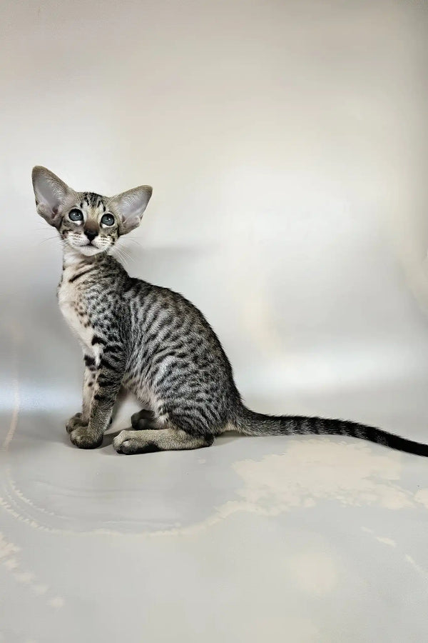 Dionysus | oriental shorthair kitten
