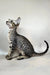 Dionysus | oriental shorthair kitten