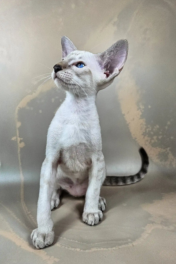 Dior | oriental shorthair kitten