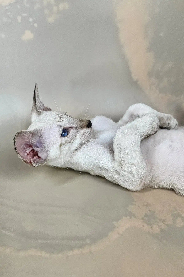 Dior | oriental shorthair kitten