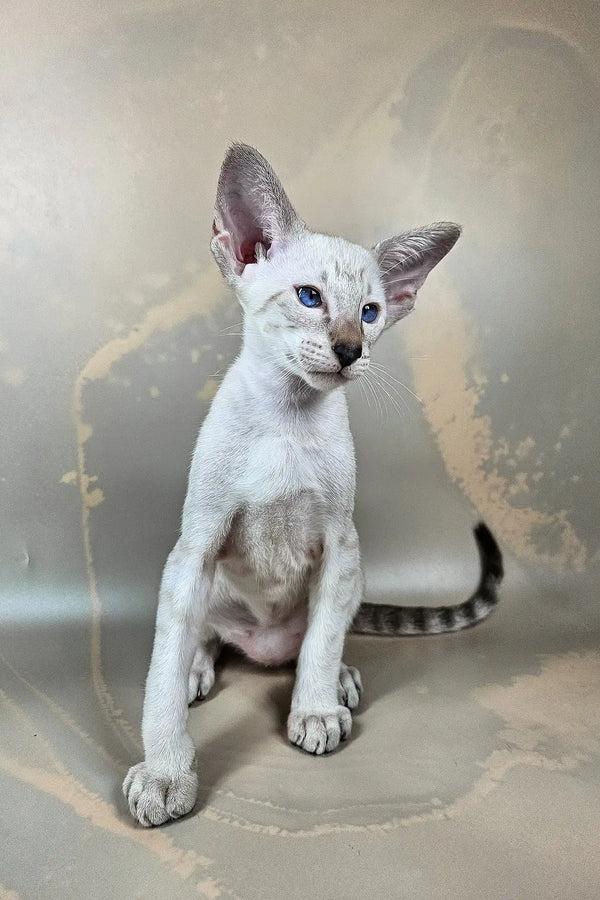 Dior | oriental shorthair kitten