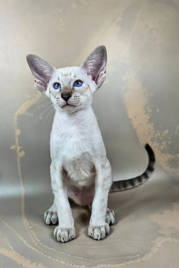 Dior | oriental shorthair kitten