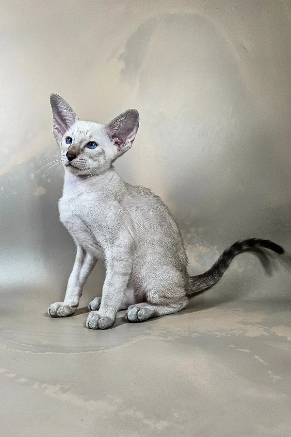 Dior | oriental shorthair kitten