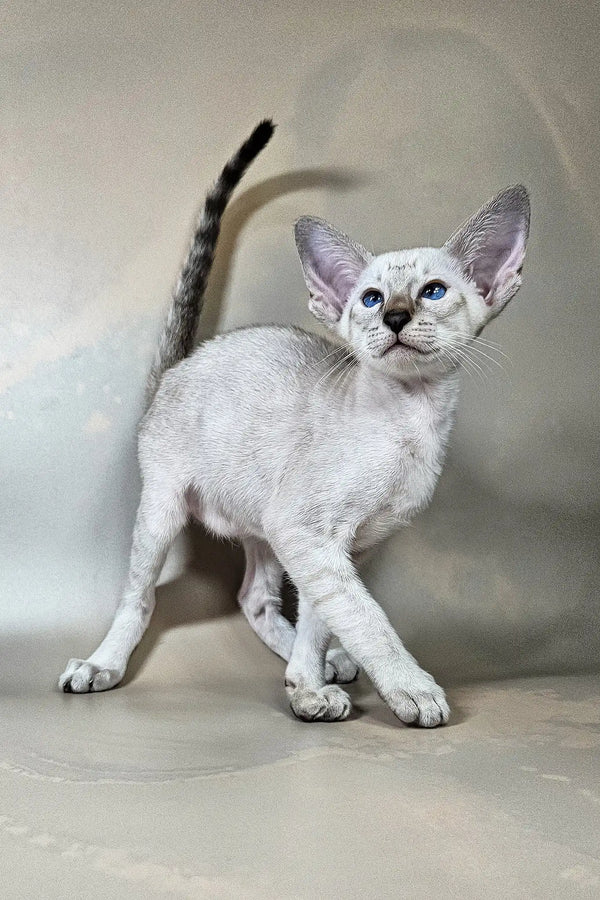 Dior | oriental shorthair kitten