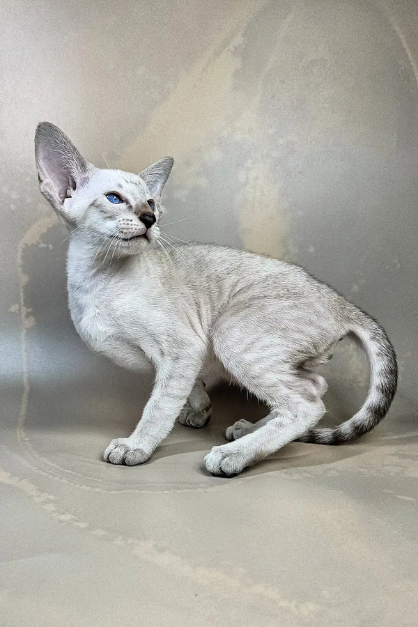 Dior | oriental shorthair kitten