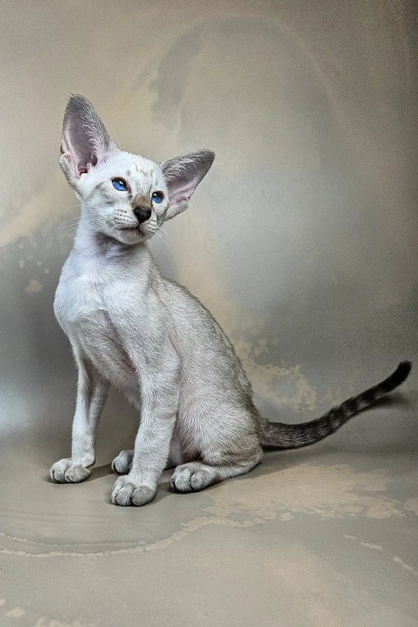 Dior | oriental shorthair kitten
