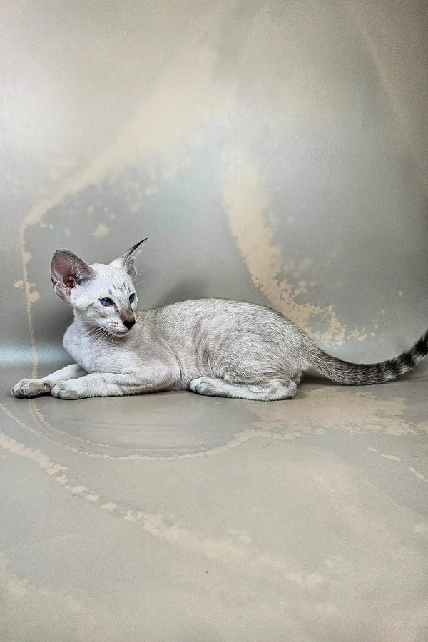 Dior | oriental shorthair kitten