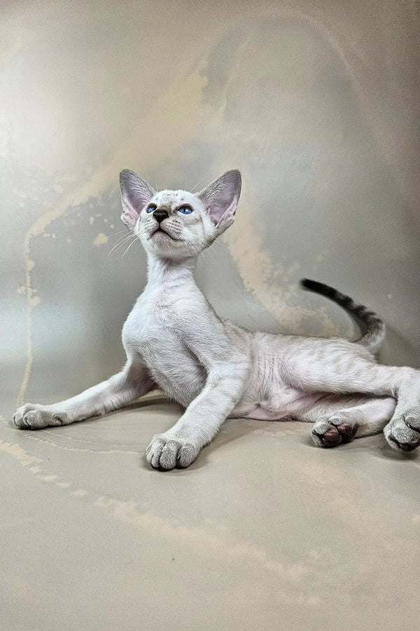 Dior | oriental shorthair kitten