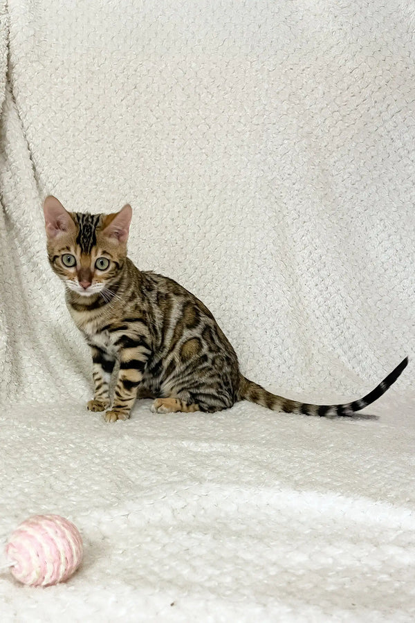 Diva | bengal kitten