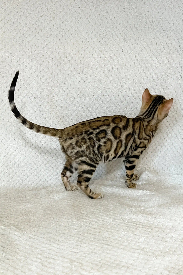 Diva | bengal kitten