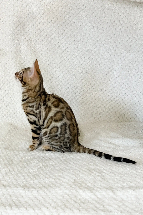 Diva | bengal kitten