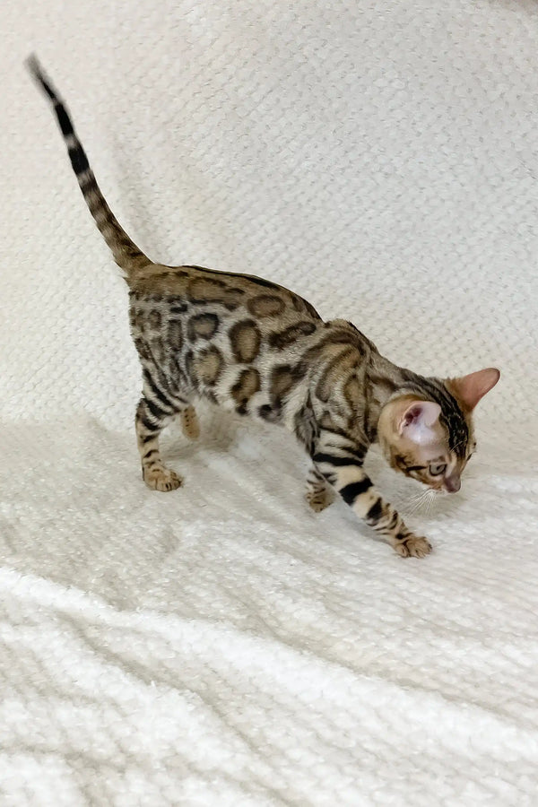 Diva | bengal kitten