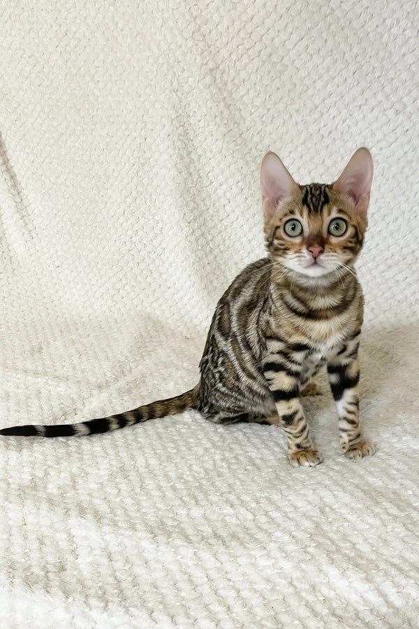 Diva | bengal kitten