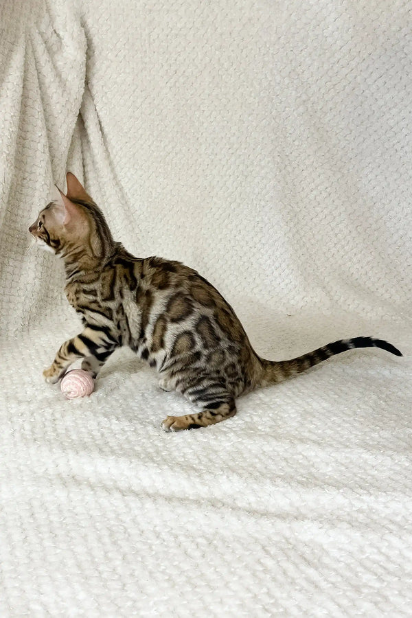 Diva | bengal kitten