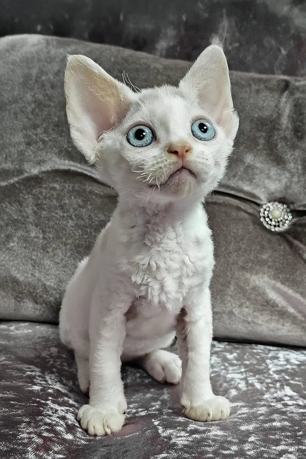 Diva | devon rex kitten