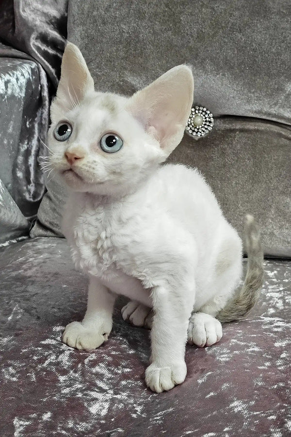 Diva | devon rex kitten