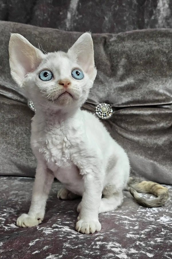 Diva | devon rex kitten