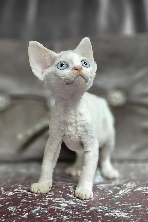 Diva | devon rex kitten