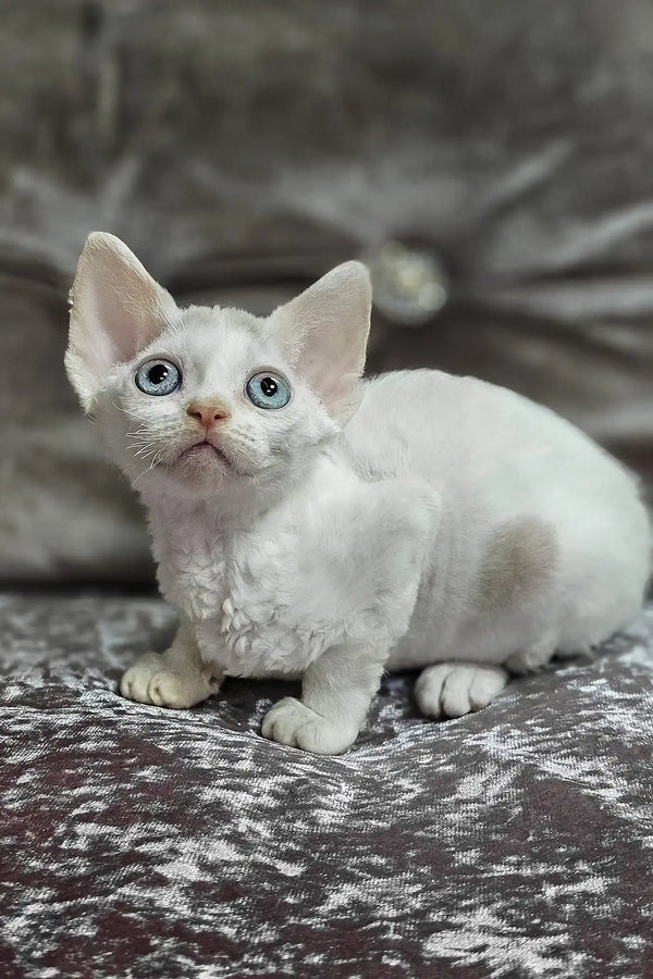 Diva | devon rex kitten
