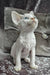 Diva | devon rex kitten