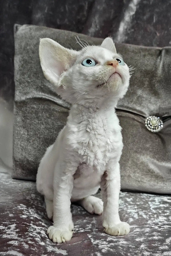 Diva | devon rex kitten