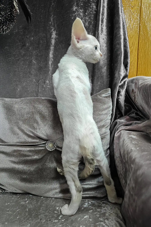 Diva | devon rex kitten