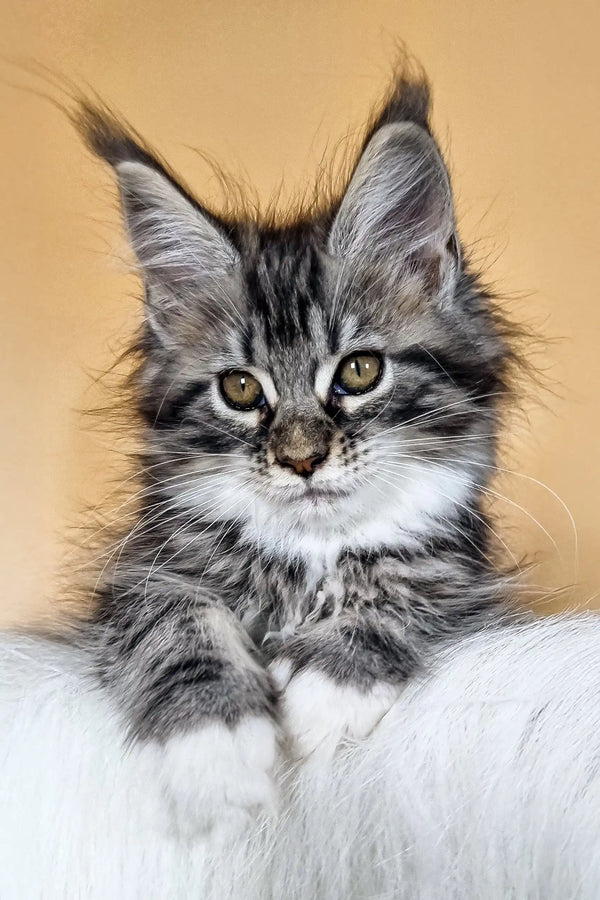 Fluffy grey and white Maine Coon kitten named Diva with striking blue eyes