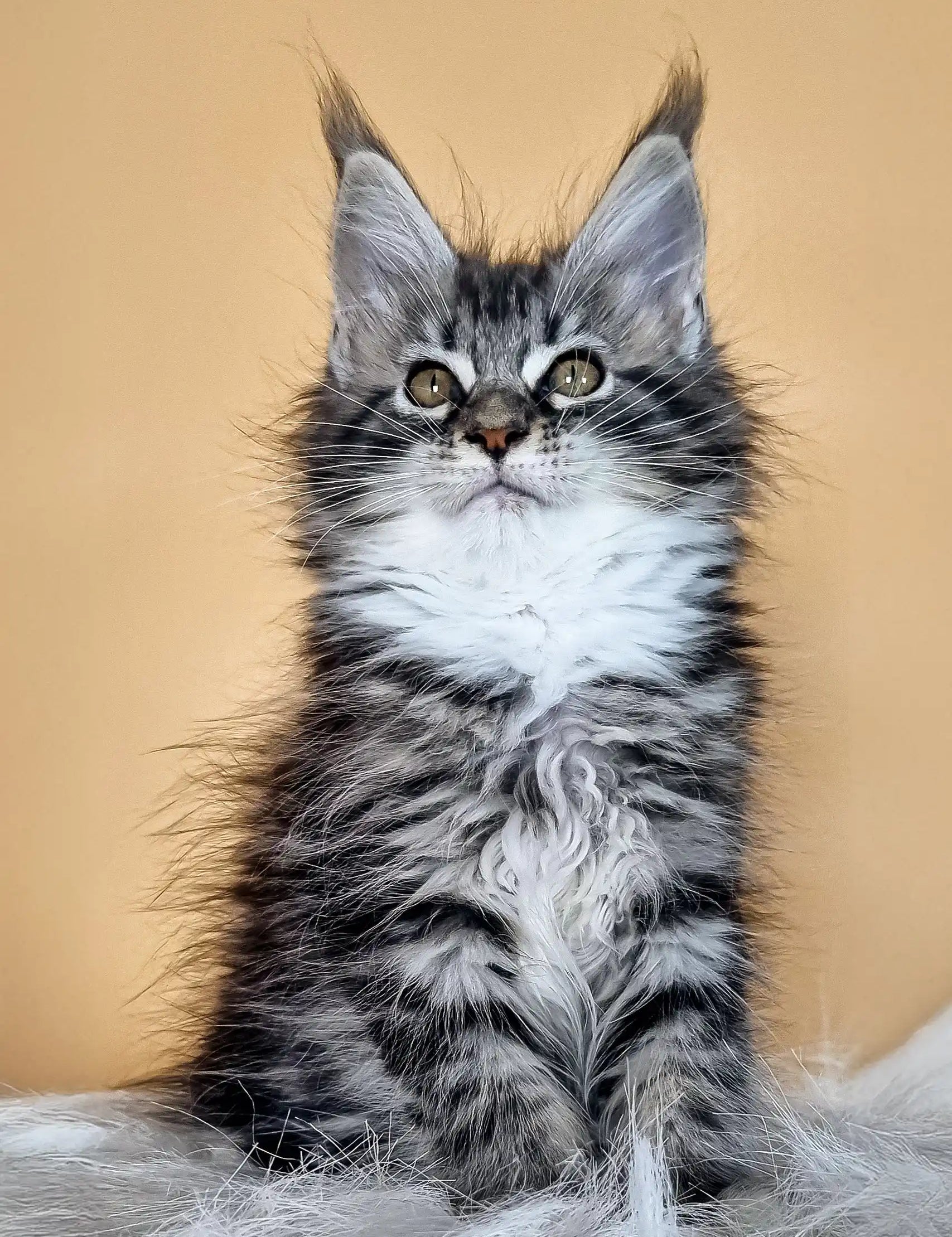 Fluffy grey and white Maine Coon kitten with ear tufts and green eyes in Diva product