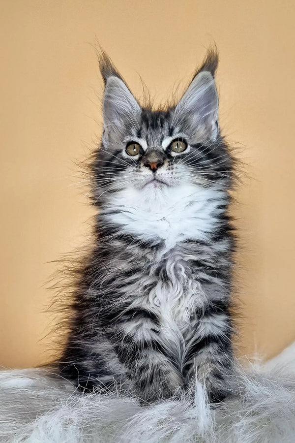 Diva Maine Coon Kitten Gentle Fluffy Companion