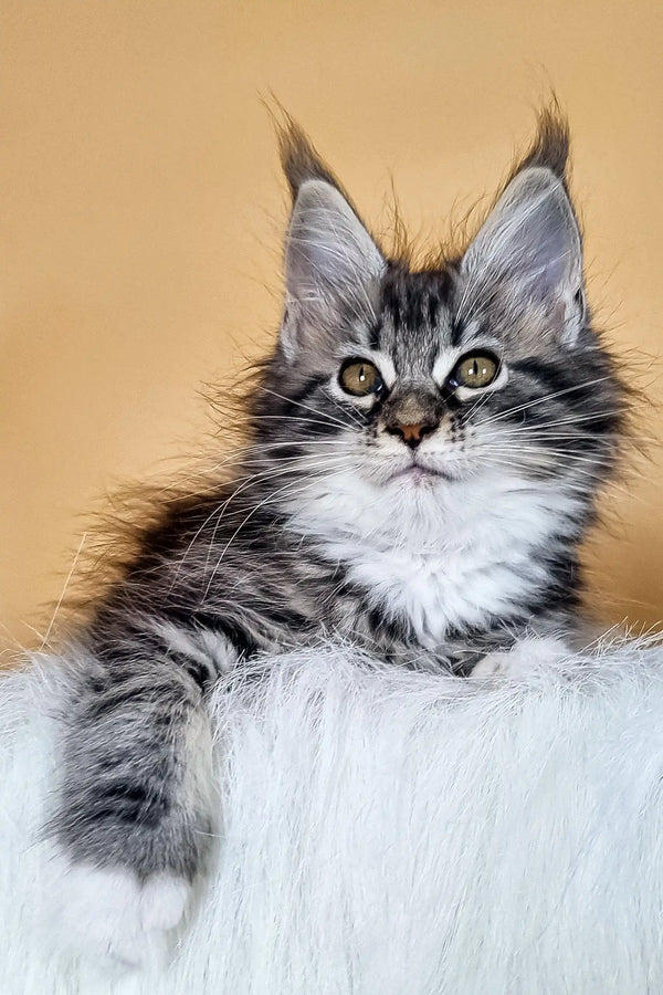 Grey and white Maine Coon kitten named Diva with tufted ears and bright green eyes