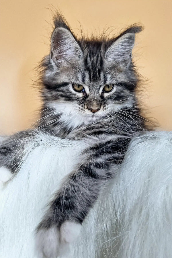Long-haired grey and white Maine Coon kitten with serious eyes and stunning beauty