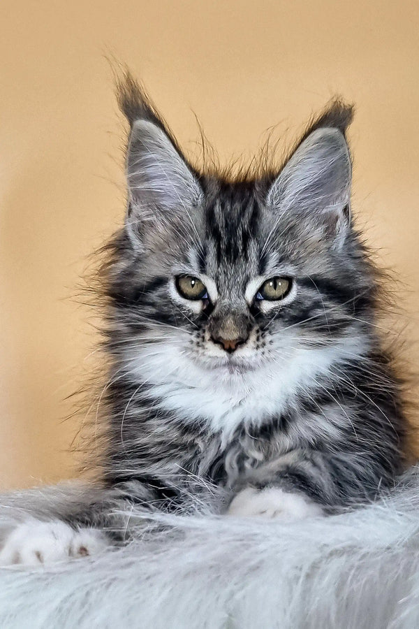 Adorable long-haired grey and white Maine Coon kitten with stunning blue eyes