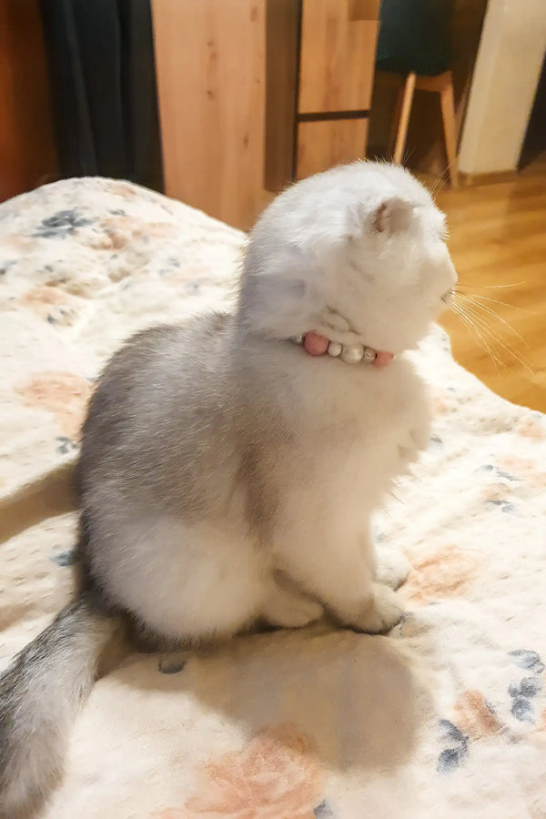 Dixie | scottish fold kitten