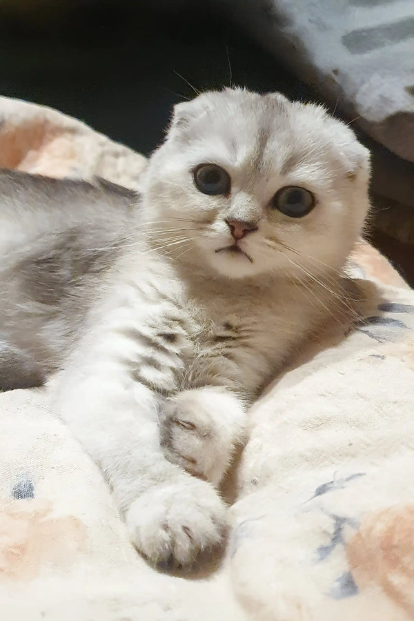 Dixie | scottish fold kitten