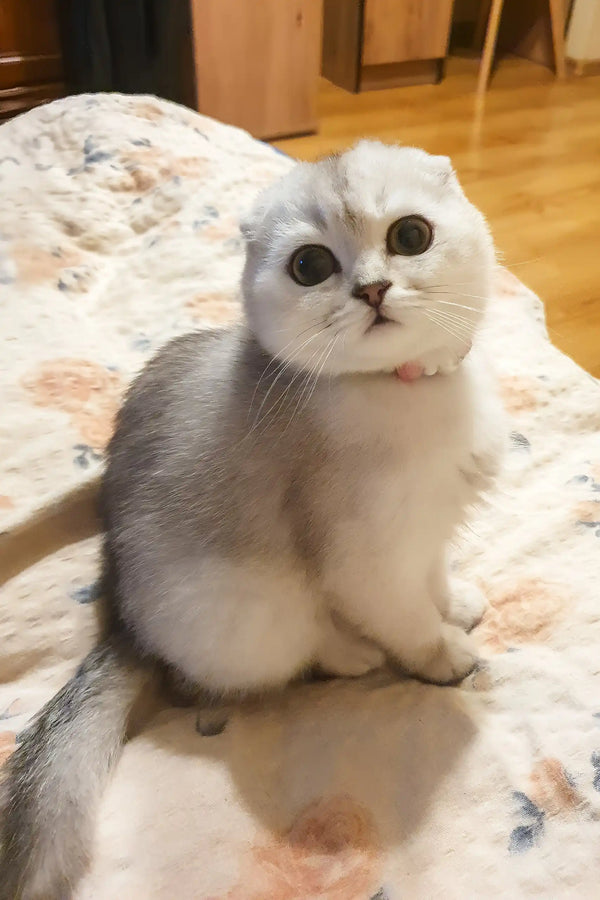 Dixie | scottish fold kitten