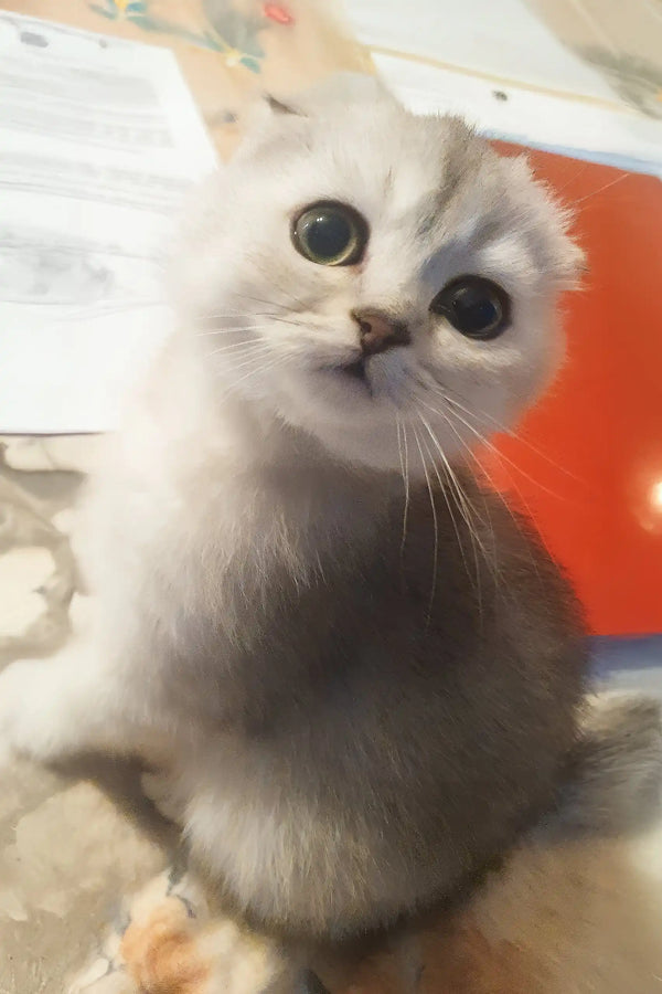 Dixie | scottish fold kitten
