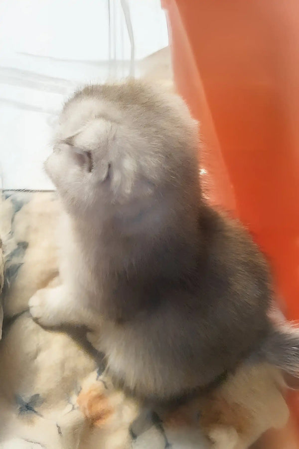 Dixie | scottish fold kitten