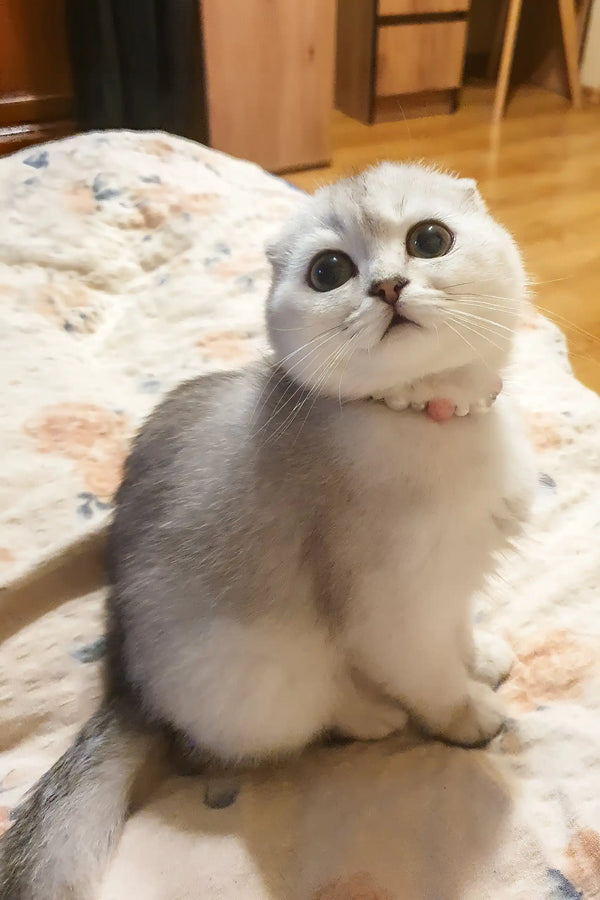 Dixie | scottish fold kitten