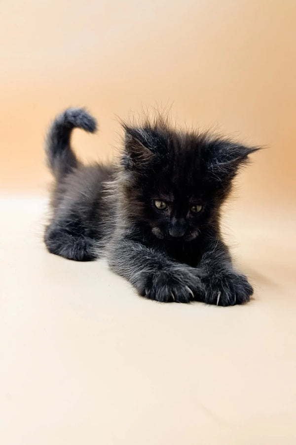 Fluffy black Maine Coon kitten Dizel with a curled tail lying adorably on his stomach