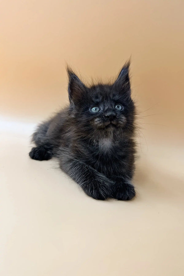 Black fluffy Maine Coon kitten Dizel with bright blue eyes lying down