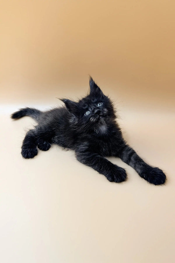 Fluffy black Maine Coon kitten Dizel with bright blue eyes lying on its side